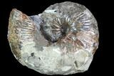 Hoploscaphites Ammonite and Baculites - South Dakota #86206-1